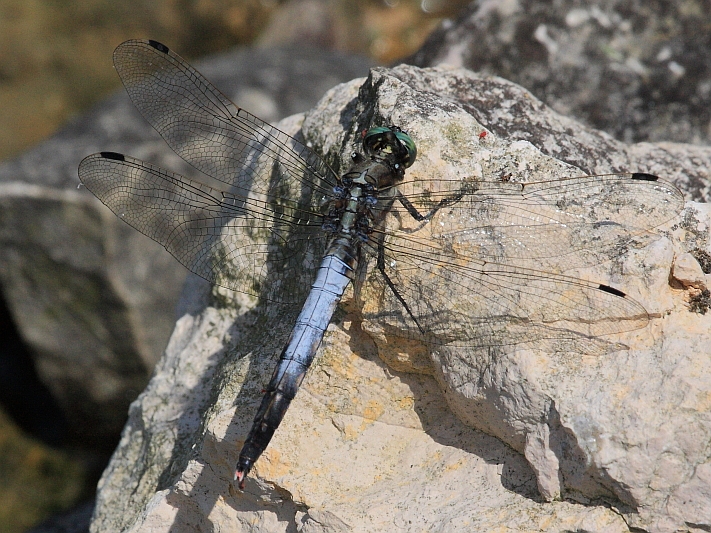 IMG_0394  Orthetrum albistylum male.JPG